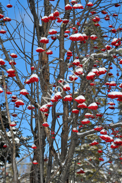 Grand Marais2014 745