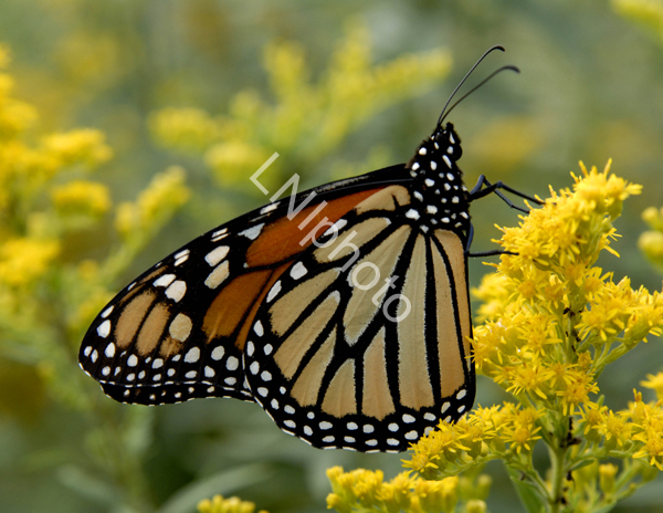 AnBu028 Monarch Butterfly copy