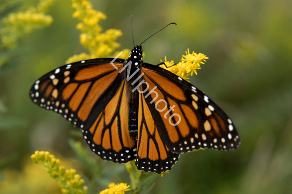 AnBu033 Monarch Butterfly copy