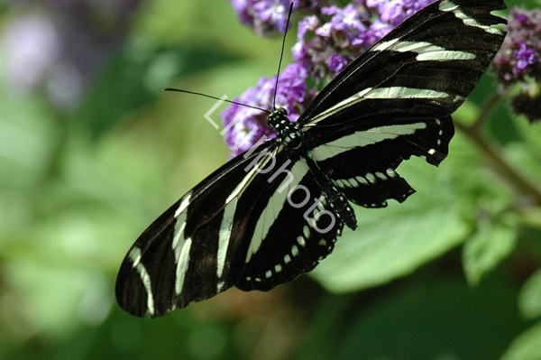 AnBu068 Zebra Heliconian Butterfly