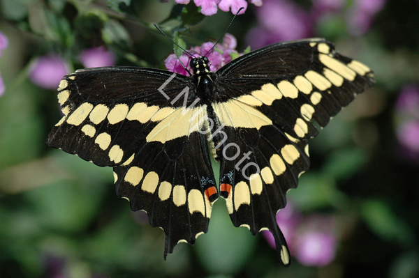 AnBu122 Giant Swallowtail Butterfly
