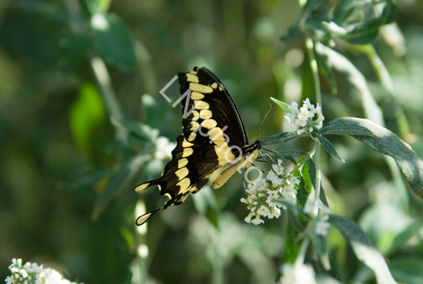 AnBu145-Giant-Swallowtail-Butterfly