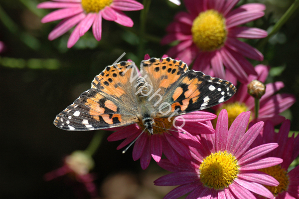 AnBu179 Painted Lady Butterfly
