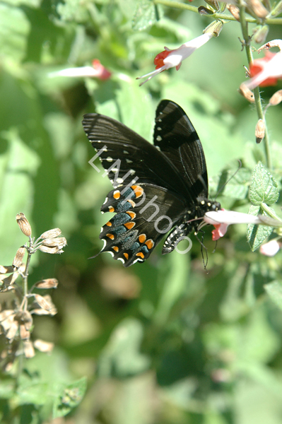 AnBu197 Spicebush Swallowtail Butterfly