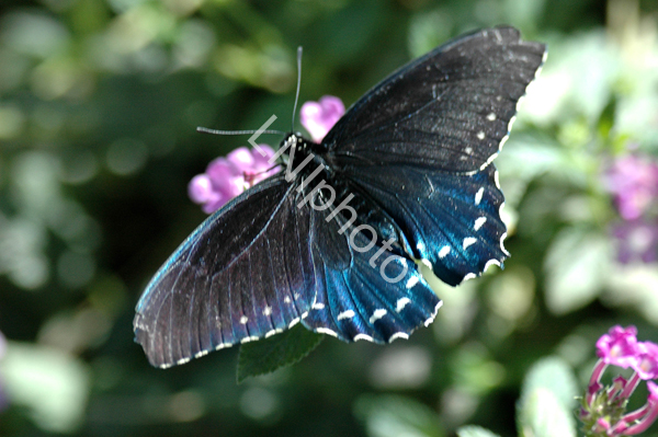 AnBu199 Red-Spotted Purple Butterfly