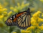 AnBu028 Monarch Butterfly copy