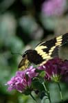 AnBu124 Giant Swallowtail Butterfly