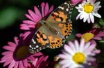 AnBu177 Painted Lady Butterfly