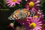 AnBu179 Painted Lady Butterfly