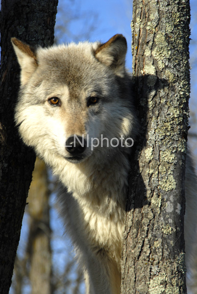 AnC043 Timber Wolf