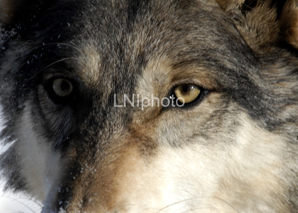 AnC048 Timber Wolf Eyes