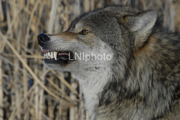 AnC049 Timber Wolf with Attitude