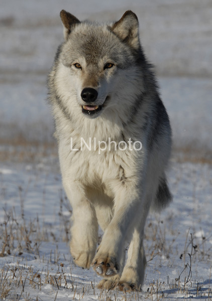 AnC062 Timber Wolf Running