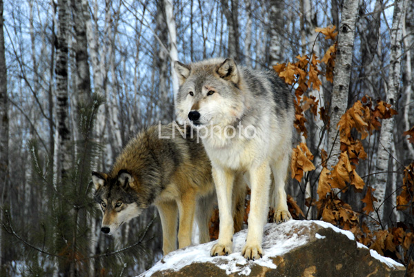 AnC081 Timber Wolfs