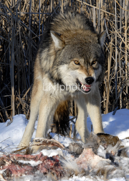 AnC087 Timber Wolf Guarding Food