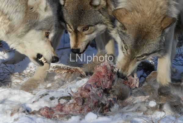AnC088 Timber Wolfs Feeding