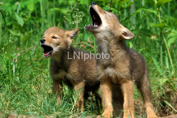 AnC11 Coyote Pups