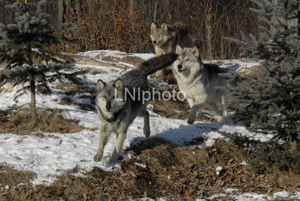 AnC110 Timber Wolfs