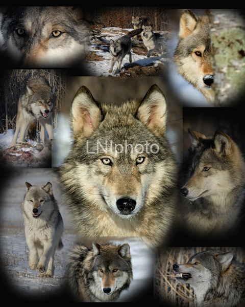 AnC123 Wolf Collage
