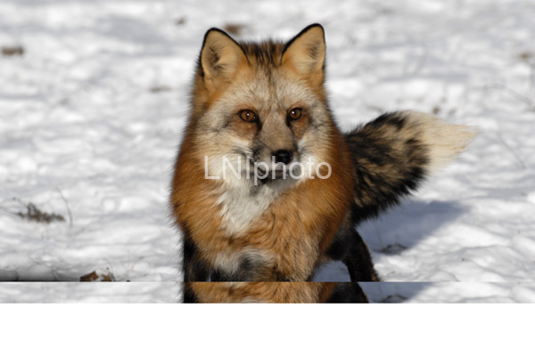 AnC18 Red Fox