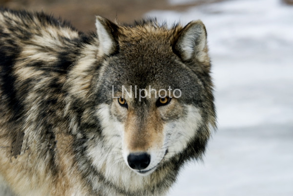 AnC23 Timber Wolf