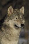 AnC041Timber Wolf