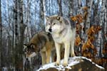 AnC081 Timber Wolfs