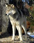 AnC082 Timber Wolf