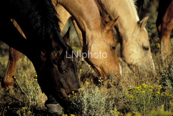AnE0035 Horses Eating