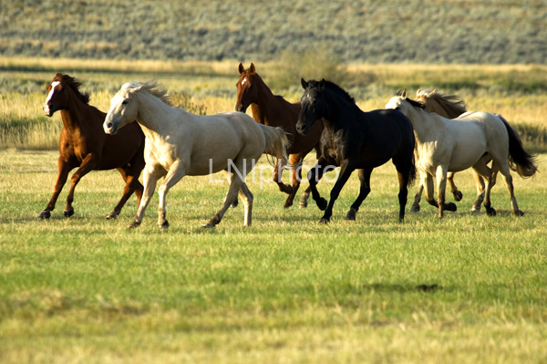 AnE0156 Horse Herd