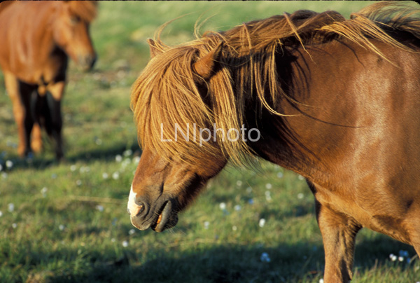 AnE0207 Chestnut Icelandic Horse