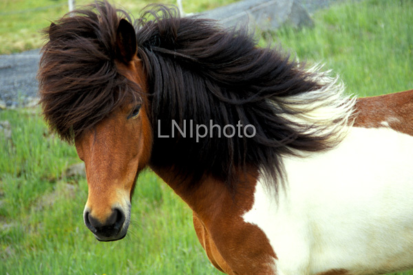 AnE0212 Paint Icelandic Horse