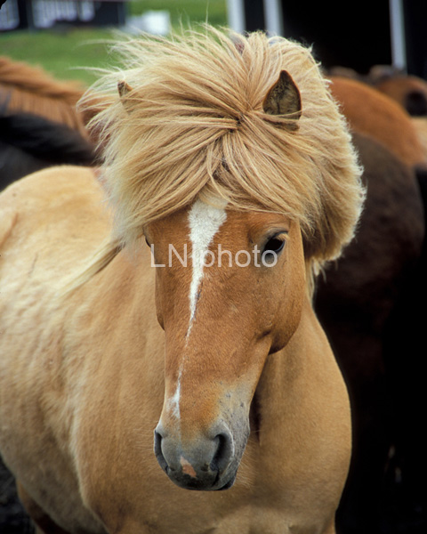 AnE0230 Palomino Icelandic Horse