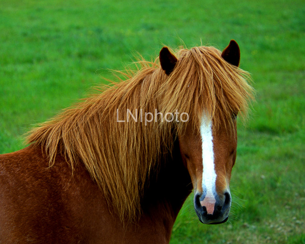 AnE0235 Chestnut Icelandic Horse