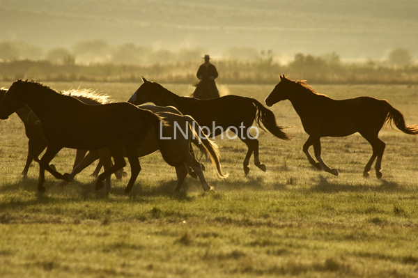 AnE139 Horse Herd at Sunset
