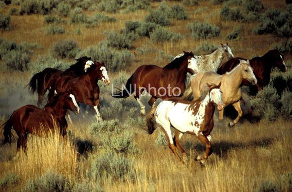 AnE6 Paint Horse Herd