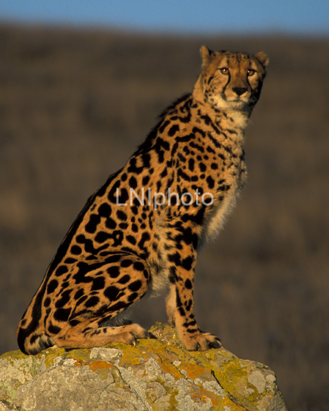 AnF0007 Cheetah