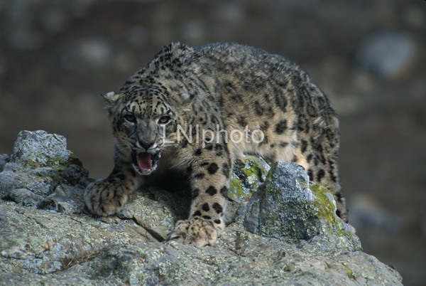 AnF0013 Snow Leopard
