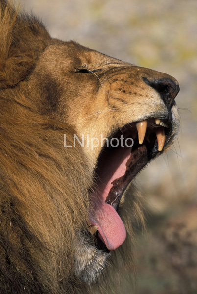 AnF0017 Male Lion