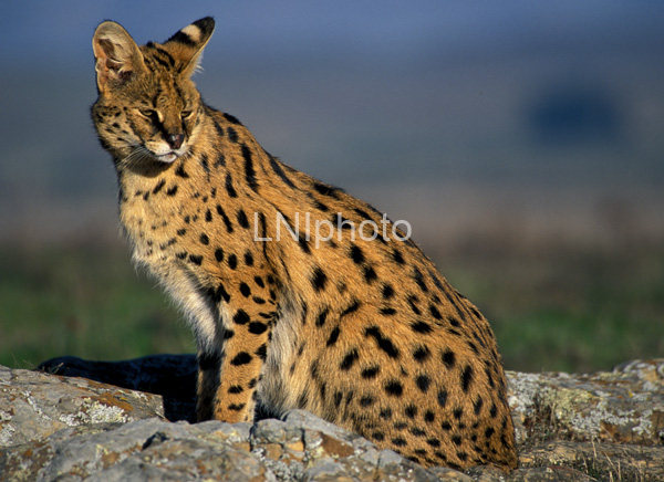 AnF0020 Serval