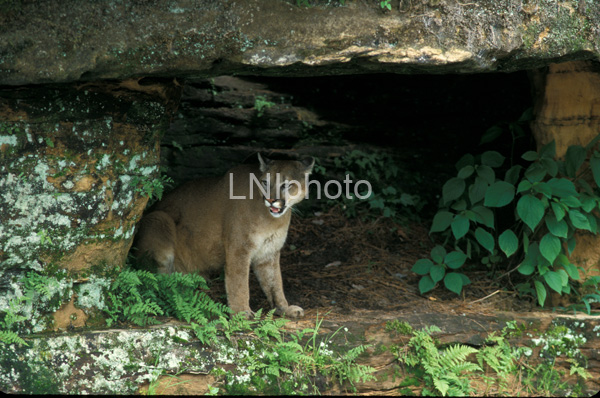 AnF0037 Cougar