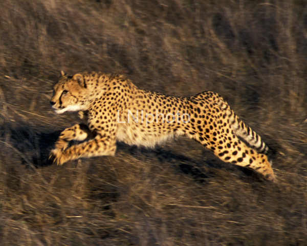 AnF00A Cheetah