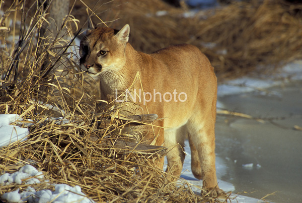 AnF065 Cougar