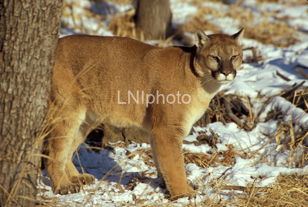 AnF084 Cougar