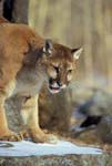 AnF056 Cougar