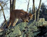 AnF057 Cougar