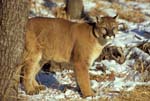 AnF084 Cougar