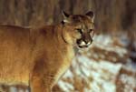 AnF087 Cougar