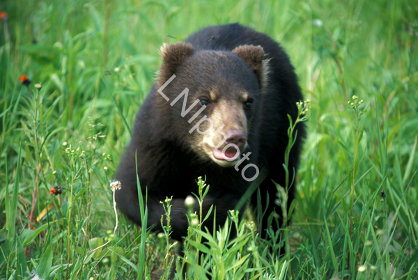 AnM0028 Black Bear Cub