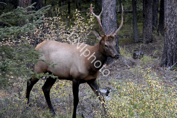 AnM126 Elk